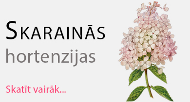 Skarainās hortenzijas