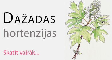 Dažādas hortenzijas