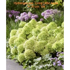  'Living Little Apple ' Hydrangea pan.
