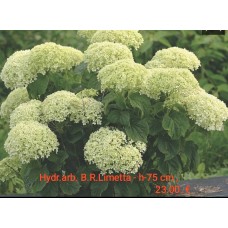 'BellaRagazza Limetta' Hydrangea arborescens
