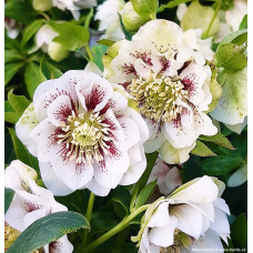 Sniega roze ' Double Ellen White Spotted'