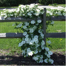 Mežvītenis 'Guernsey Cream'  (Clematis macropetala)