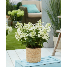 'Bloomulus Cloud Cumulus' Hydrangea paniculata