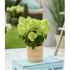 'Bloomulus Cloud Fluffa' Hydrangea paniculata