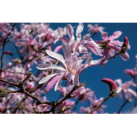 Magnolija 'Rosea' (zvaigžņu) 