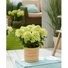 'Bloomulus Cloud Nimbus' Hydrangea paniculata