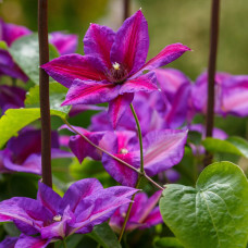 Mežvītenis 'Akaishi'  (Clematis macropetala) 