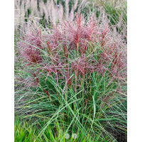 'Polonus' Miscanthus sinensis