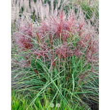 'Polonus' Miscanthus sinensis