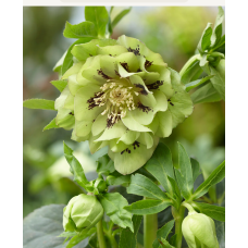 Sniega roze ' Double Ellen Green' 