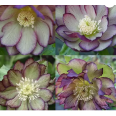 Sniega roze ' Double Ellen Green Picotee'