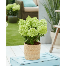 'Bloomulus Cloud Stratix' Hydrangea paniculata