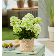 'Bloomulus Cloud Stratus' Hydrangea paniculata