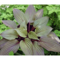 Hosta 'First Blush' 