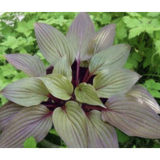 Hosta 'First Blush' 