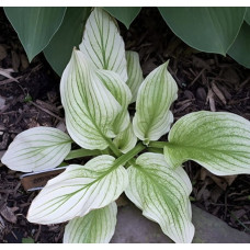 Hosta 'Zebra Stripes' 