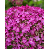 'Candybelle Winegum' Hydrangea arb. 