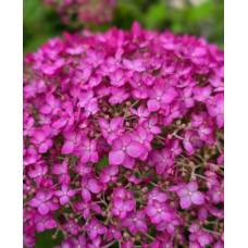 'Candybelle Winegum' Hydrangea arb. 