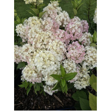 'Living Milk & Honey'  Hydrangea pan.