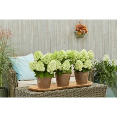 'Bloomulus Cloud Cirrus' Hydrangea paniculata