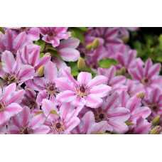 Mežvītenis 'Nelly Moser'  (Clematis macropetala)