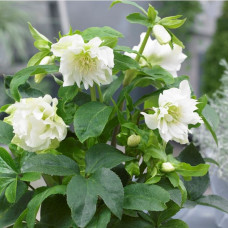 Sniega roze ' Double Ellen White'