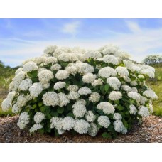 'FlowerWOW' Kokveida hortenzija ('Baiful')