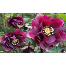 Sniega roze 'Double Ellen Flash'