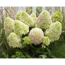  'Little Fresco' Hydrangea pan.