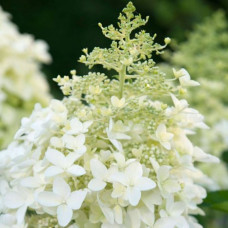 'Dolly' Hydrangea paniculata