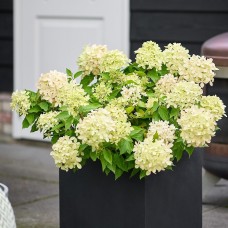 'Magical Monte Nova' Hydrangea paniculata