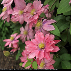 Mežvītenis 'Little Mermaid'  (Clematis macropetala)