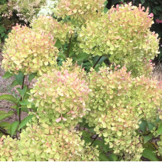 'Romantic Ace' Renvagor Hydrangea panic.
