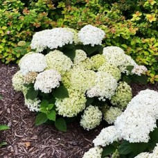  Candybelle® Minibell PBR Hydrangea arb. 