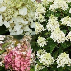  'Baby Lace' Hydrangea pan.