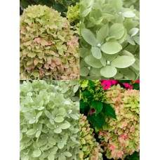  'Bee Green'PBR Hydrangea pan.