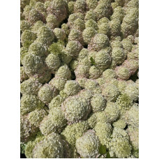 'Bloomulus Cloud Cirrus' Hydrangea paniculata