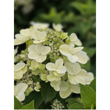 'Bloomulus Cloud Cumra' Hydrangea paniculata