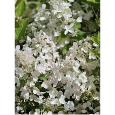 'Bloomulus Cloud Cumulus' Hydrangea paniculata