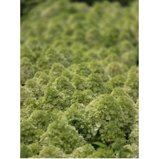 'Bloomulus Cloud Fluffa' Hydrangea paniculata