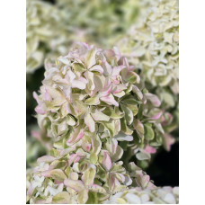 'Bloomulus Cloud Nimbus' Hydrangea paniculata