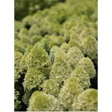 'Bloomulus Cloud Stratus' Hydrangea paniculata