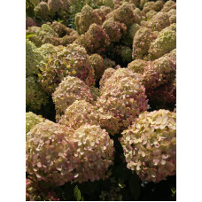 'Bloomulus Cloud Stratix' Hydrangea paniculata