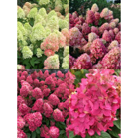 'Bonfire' Hydrangea pan.