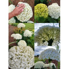  Bounty PBR Hydrangea arb.