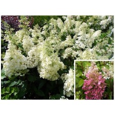  'Candlelight' Hydrangea pan. 