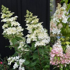 'Confetti' Hydrangea pan. 