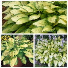 'Gold Standard' Hosta