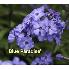 'Blue Paradise'  Phlox paniculata - Skarainais floksis