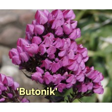 'Butonik'  Phlox paniculata - Skarainais floksis
